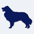 Samolepka se jménem psa - Australský ovčák silueta